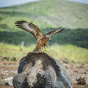 Galapagos hawk (Buteo galapagoensis) landing on mating pair of Galapagos giant tortoise