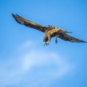 Galapagos hawk (Buteo galapagoensis) with dragonfly prey, Beagle Crater (Base Bolivar) Galapagos hawk (Buteo galapagoensis) with dragonfly prey, Beagle Crater (Base Bolivar)