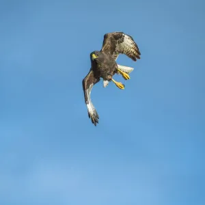 Galapagos hawk (Buteo galapagoensis) in flight, Beagle Crater (Base Bolivar) Galapagos hawk (Buteo galapagoensis) in flight, Beagle Crater (Base Bolivar)