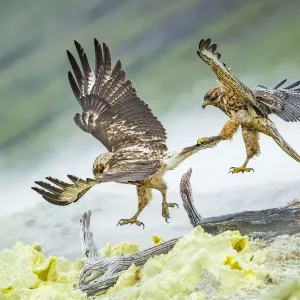 Galapagos hawk (Buteo galapagoensis) juveniles play fighting mid-air - one gripping Galapagos hawk (Buteo galapagoensis) juveniles play fighting mid-air - one gripping
