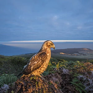 Galapagos hawk (Buteo galapagoensis) perched, and landscape of habitat