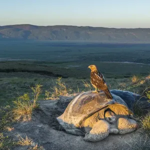 Galapagos hawk (Buteo galapagoensis) perched on Galapagos giant tortoise Galapagos hawk (Buteo galapagoensis) perched on Galapagos giant tortoise