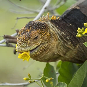 Galapagos land iguana (Colonophhus subcristatus) feeding on flower. Seymour Island