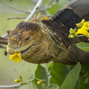 Galapagos land iguana (Colonophhus subcristatus) feeding on flower. Seymour Island