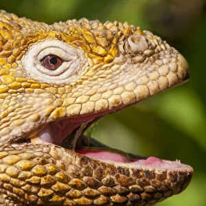 Galapagos land iguana (Conolophus subcristatus) portrait with mouth open, Galapagos