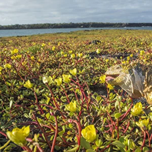Galapagos land iguana (Conolophus subcristatus) feeding on coastal Portulaca plants