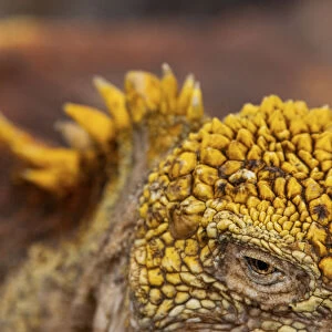 Galapagos land iguana (Conolophus subcristatus)a┼ía┼í close up of eye and skin