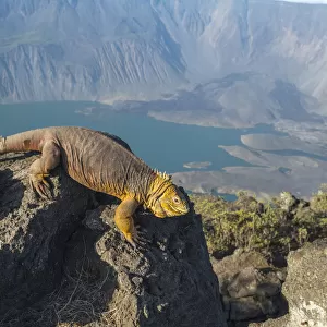 Galapagos land iguana (Conolophus subcristatus) near the summit of Volcan La Cumbre