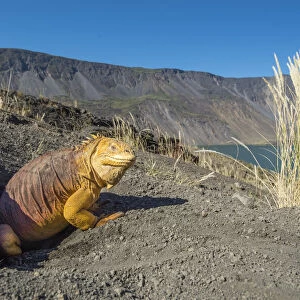 Galapagos land iguana (Conolophus subcristatus) at burrow, Caldera floor