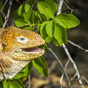 Galapagos land iguana (Conolophus subcristatus) recently reintroduced to Santiago island