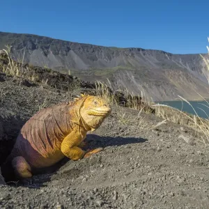 Galapagos land iguana (Conolophus subcristatus) at burrow, Caldera floor Galapagos land iguana (Conolophus subcristatus) at burrow, Caldera floor