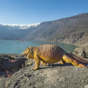Galapagos land iguana (Conolophus subcristatus) and volcanic landscape, Caldera floor Galapagos land iguana (Conolophus subcristatus) and volcanic landscape, Caldera floor