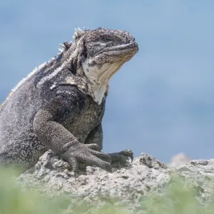 Galapagos land iguana (Conolophus subcristatus) x Marine iguana (Amblyrhynchus cristatus) hybrid Galapagos land iguana (Conolophus subcristatus) x Marine iguana (Amblyrhynchus cristatus) hybrid