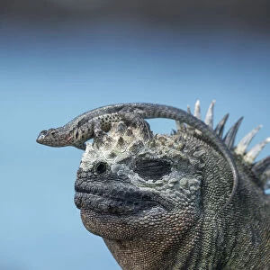 Galapagos lava lizard (Microlophus albemarlensis) sitting on Marine iguana (Amblyrhynchus