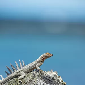 Galapagos lava lizard (Microlophus albemarlensis) on head of Marine iguana