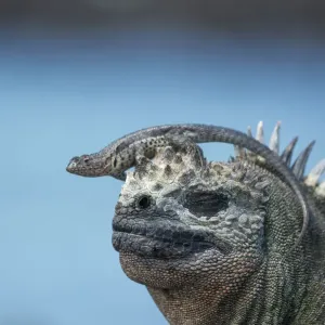 Galapagos Lava Lizard Print on Marine Iguana Galapagos Lava Lizard Print on Marine Iguana