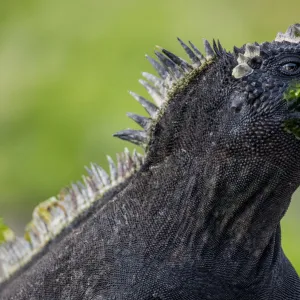 Galapagos marine iguana (Amblyrhynchus cristatus) portrait, with seaweed on its face