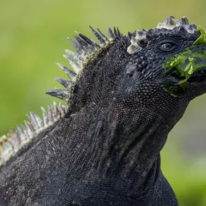 Galapagos marine iguana (Amblyrhynchus cristatus) portrait, with seaweed on its face Galapagos marine iguana (Amblyrhynchus cristatus) portrait, with seaweed on its face