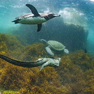Galapagos penguin (Spheniscus mendiculus), with Marine iguana (Amblyrhynchus cristatus