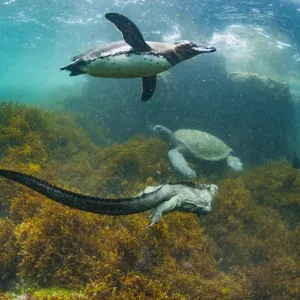 Galapagos penguin (Spheniscus mendiculus), with Marine iguana (Amblyrhynchus cristatus Galapagos penguin (Spheniscus mendiculus), with Marine iguana (Amblyrhynchus cristatus