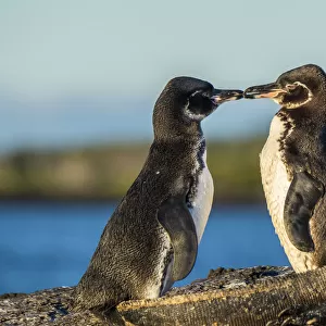 Galapagos penguin (Spheniscus mendiculus), pair courting, Isabela Island