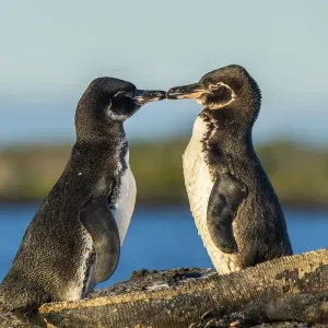 Galapagos Penguin Print, Pair Courting Galapagos Penguin Print, Pair Courting