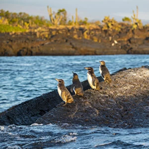 Galapagos penguin (Spheniscus mendiculus), Galapagos sea lion (Zalophus wollebaeki)