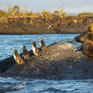 Galapagos penguin (Spheniscus mendiculus), Galapagos sea lion (Zalophus wollebaeki) Galapagos penguin (Spheniscus mendiculus), Galapagos sea lion (Zalophus wollebaeki)