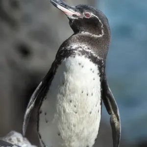 Galapagos penguin (Spheniscus mendiculus) Caleta Iguana, Isabela Island, Galapagos Galapagos penguin (Spheniscus mendiculus) Caleta Iguana, Isabela Island, Galapagos