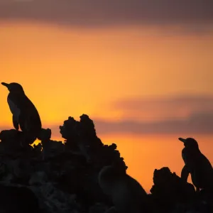 Galapagos penguin (Spheniscus mendiculus) silhouetted at sunset, Elizabeth Bay, Isabela Island