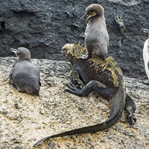 Galapagos penguins (Spheniscus mendiculus) with one sitting on a Marine iguana