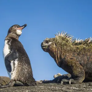 Galapagos penguins (Spheniscus mendiculus) with Marine iguana (Amblyrhynchus cristatus Galapagos penguins (Spheniscus mendiculus) with Marine iguana (Amblyrhynchus cristatus