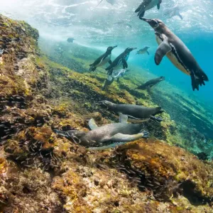 Galapagos penguins (Spheniscus mendiculus) swimming underwater, Tagus Cove Galapagos penguins (Spheniscus mendiculus) swimming underwater, Tagus Cove