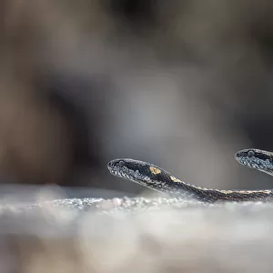 Galapagos racer snakes (Pseudalsophis biserialis) patroling the beach in search of prey