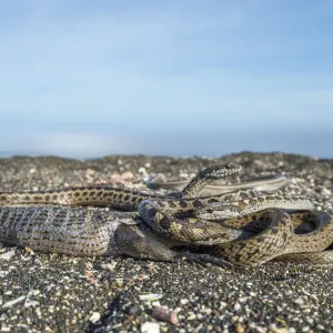 Galapagos racer snakes (Pseudalsophis biserialis) trying to get at iguana hatchling Galapagos racer snakes (Pseudalsophis biserialis) trying to get at iguana hatchling