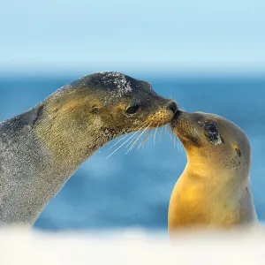 Galapagos sea lion (Zalophus wollebaeki) mother and young touching noses