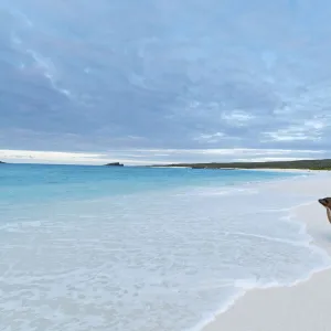 Galapagos sea lion (Zalophus wollebaeki) looking out to sea on sandy beach. Endangered