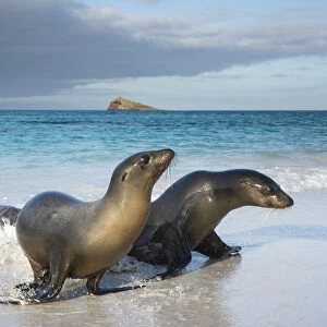 Galapagos sea lion (Zalophus wollebaeki) emerging from water, Galapagos