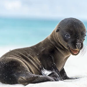 Galapagos sea lion (Zalophus wollebaeki) pup on shore, Galapagos