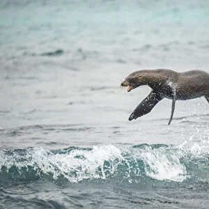 Galapagos sea lion (Zalophus wollebaeki) jumping out of Pacific ocean. Sombrero Chino