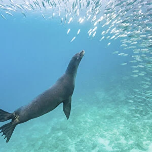 Galapagos sea lion (Zalophus wollebaeki) hunting shoal of Black striped salemas