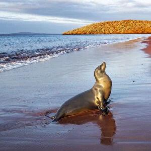 Galapagos sea lion (Zalophus wollebaeki) female on red volcanic beach, Rabida Island