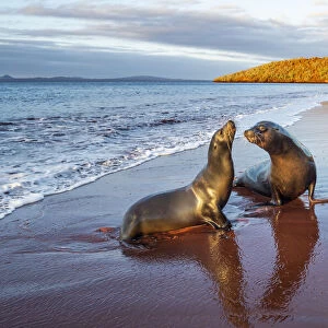 Galapagos sea lion (Zalophus wollebaeki) female and male on red volcanic beach