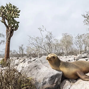 Galapagos sea lion (Zalophus wollebaeki) young male resting among giant cacti away