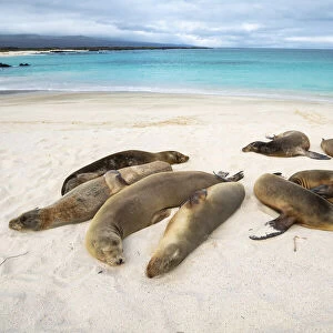 Galapagos sea lion (Zalophus wollebaeki) females sleeping, Cerro Brujo