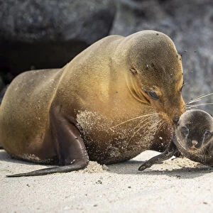 Galapagos sea lion (Zalophus wollebaeki) female carrying newborn pup to water to cool