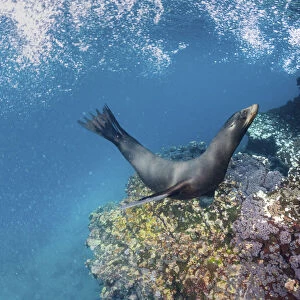 Galapagos sea lion (Zalophus wollebaeki) yearling pup playing in shallows, Gardner Islet