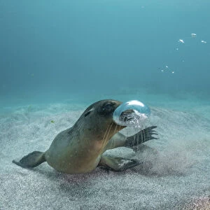 Galapagos sea lion (Zalophus wollebaeki) yearling pup playing withg own air bubbles in