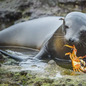 Galapagos sea lion (Zalophus wollebaeki) inquisitive pup playing with Sally Lightfoot