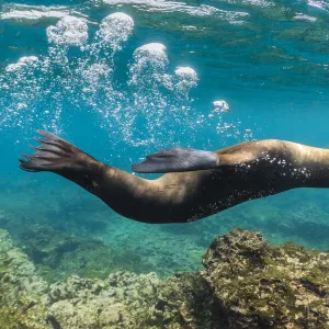 Galapagos sea lion (Zalophus wollebaeki) yearling pup blowing bubbles